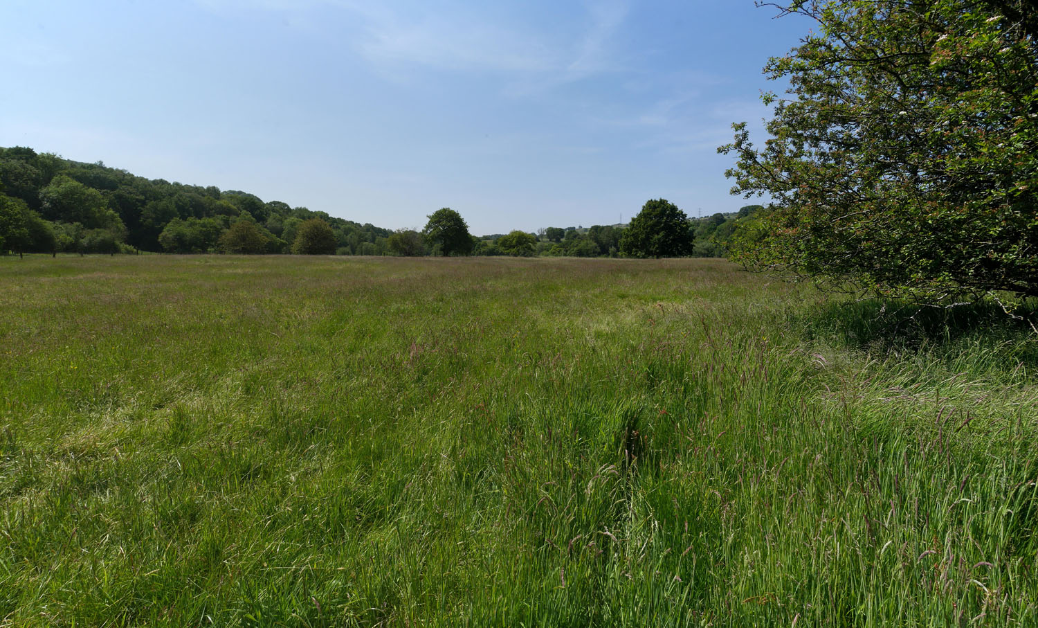 11_BULLRING EYE LEVEL